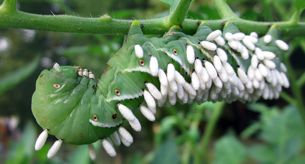 Cocoons of a parasitic wasp on a tomato hornworm © Wordpress / pattyler1