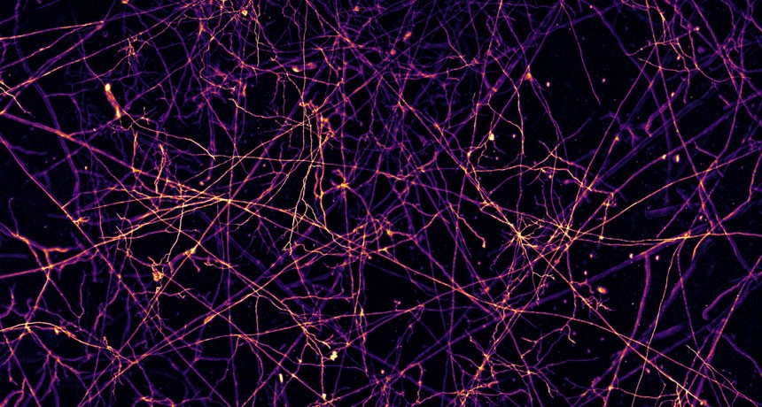 Underground fungi network