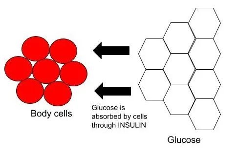 Figure 2: Purpose of Insulin in our body