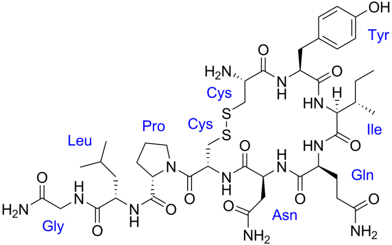 The Oxytocin molecule