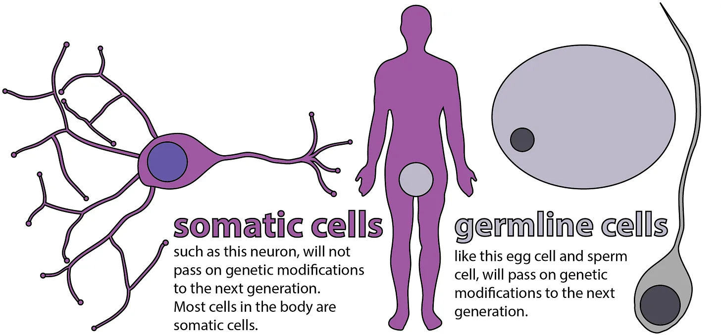 Somatic Cells vs. Germline Cells - Science in the News