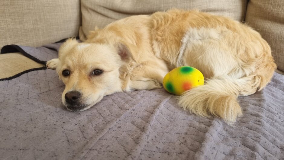 A picture of a dog and a toy