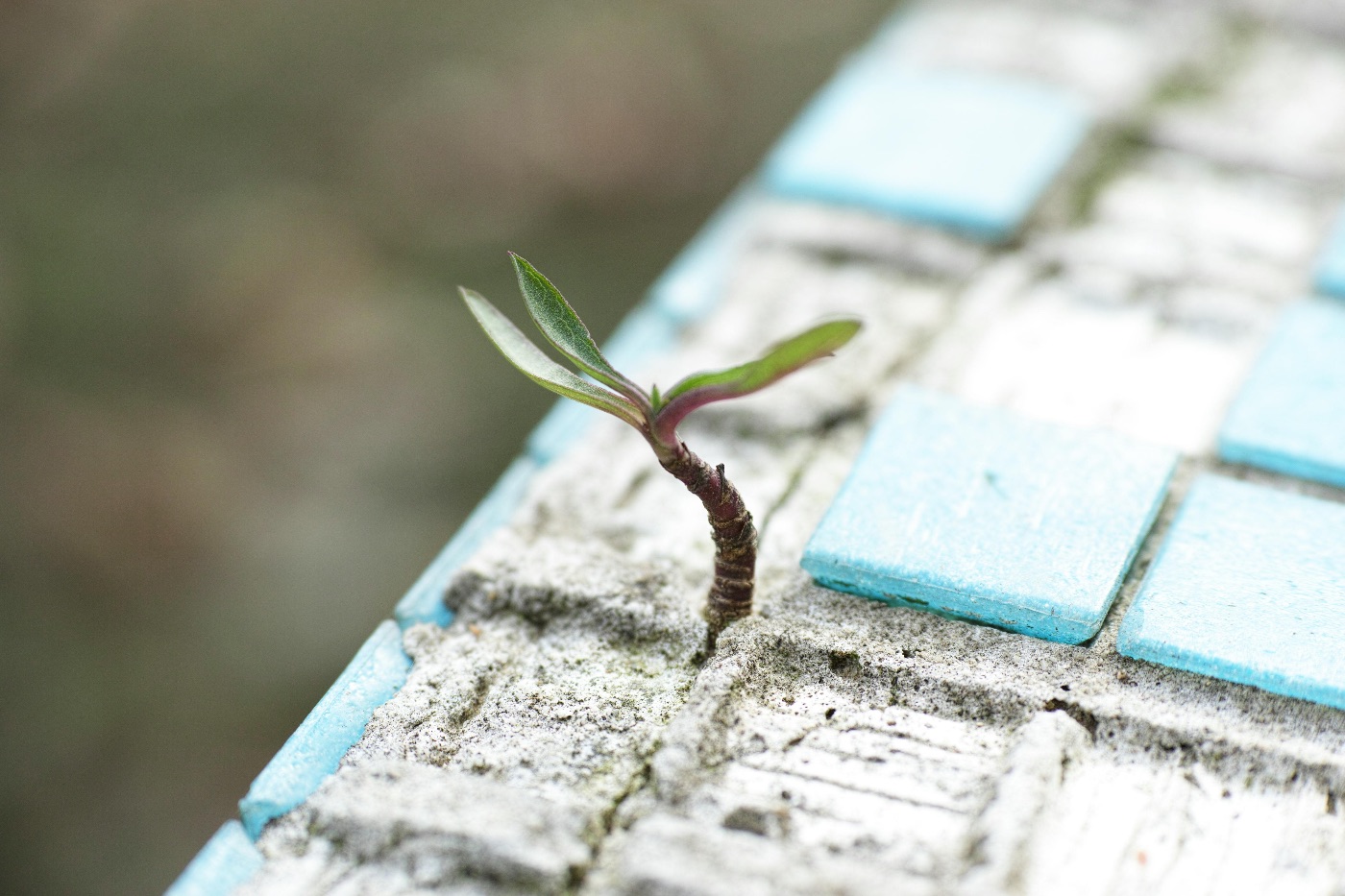 Start small. Small plant growing between pavement tiles.