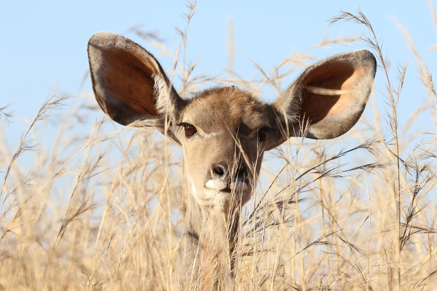 A baby dear with big ears.