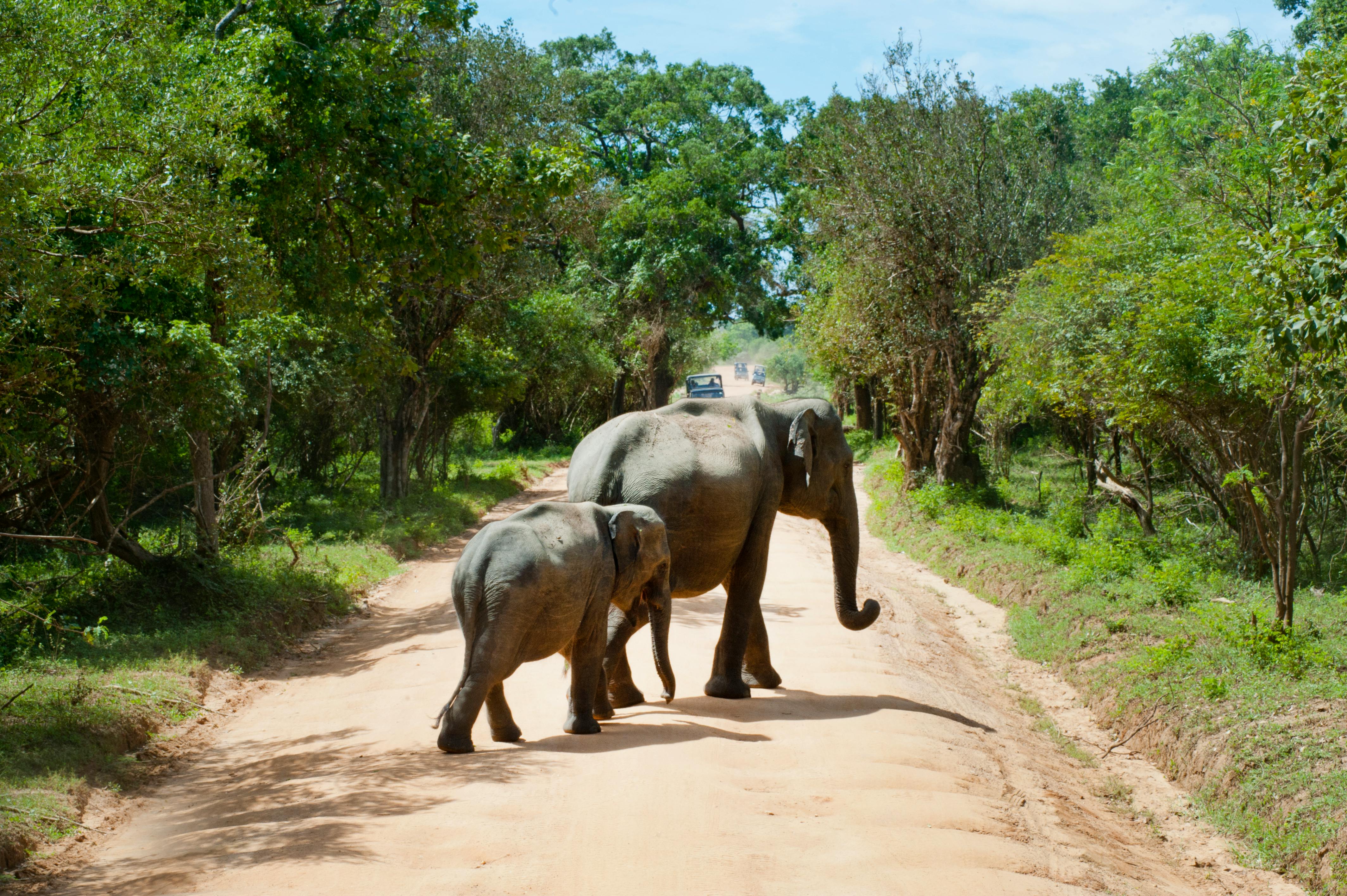 Elephants in the zoo.