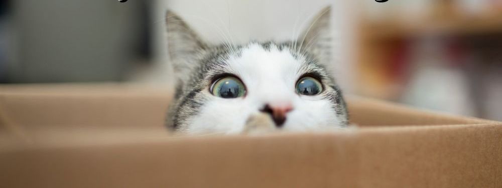 Meet the Writer: HackerNoon's Contributor and Developer Evangelist, Raymond Camden