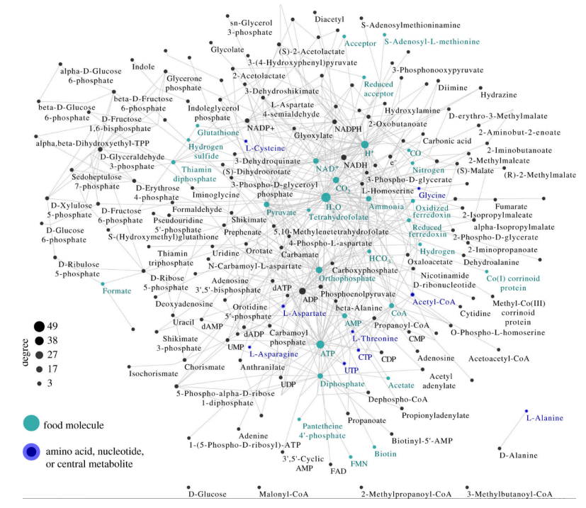 The Limitations of Set Theory in Understanding Biological Evolution