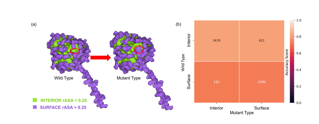 Unveiling Protein Solubility Patterns: Insights from TopLapGBT's Performance Analysis