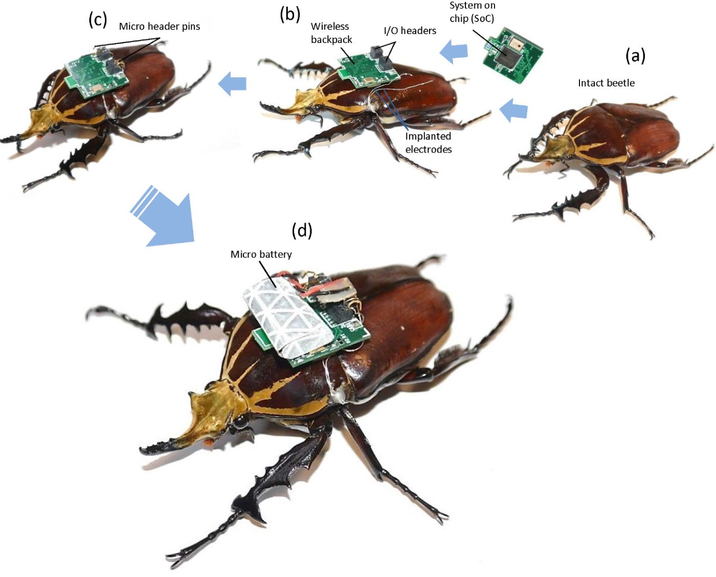 Radio controlled flying beetles. 