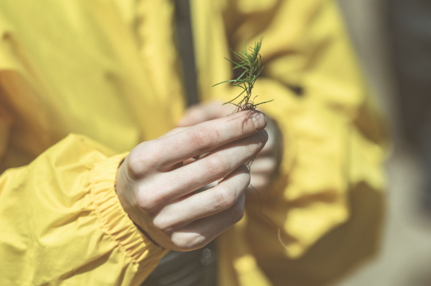 Building a Greener Future: Restoring Biodiversity in Ukraine