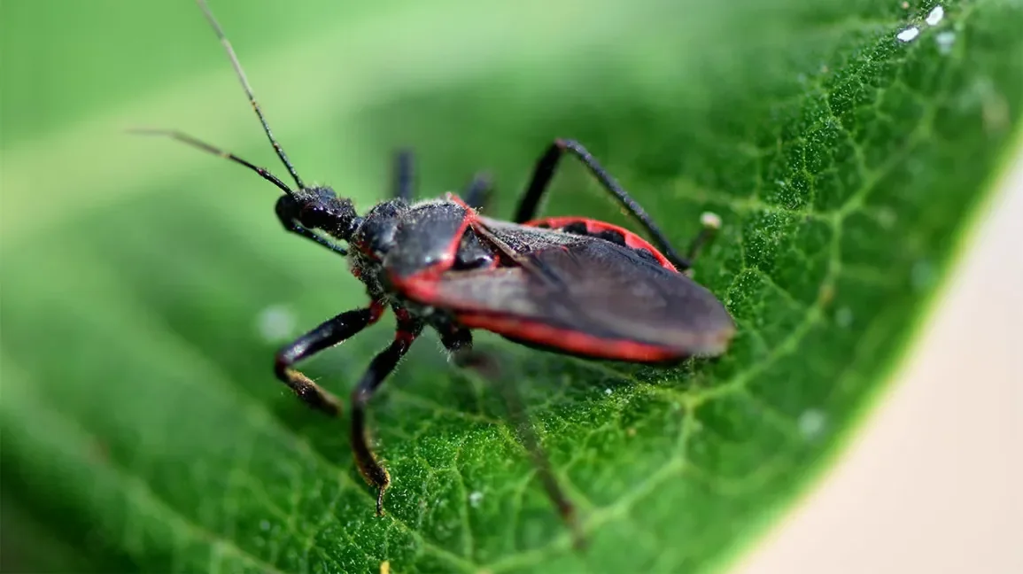 Microsoft Just Confirmed a SharePoint Bug Under Attack—And It’s Worse Than You Think