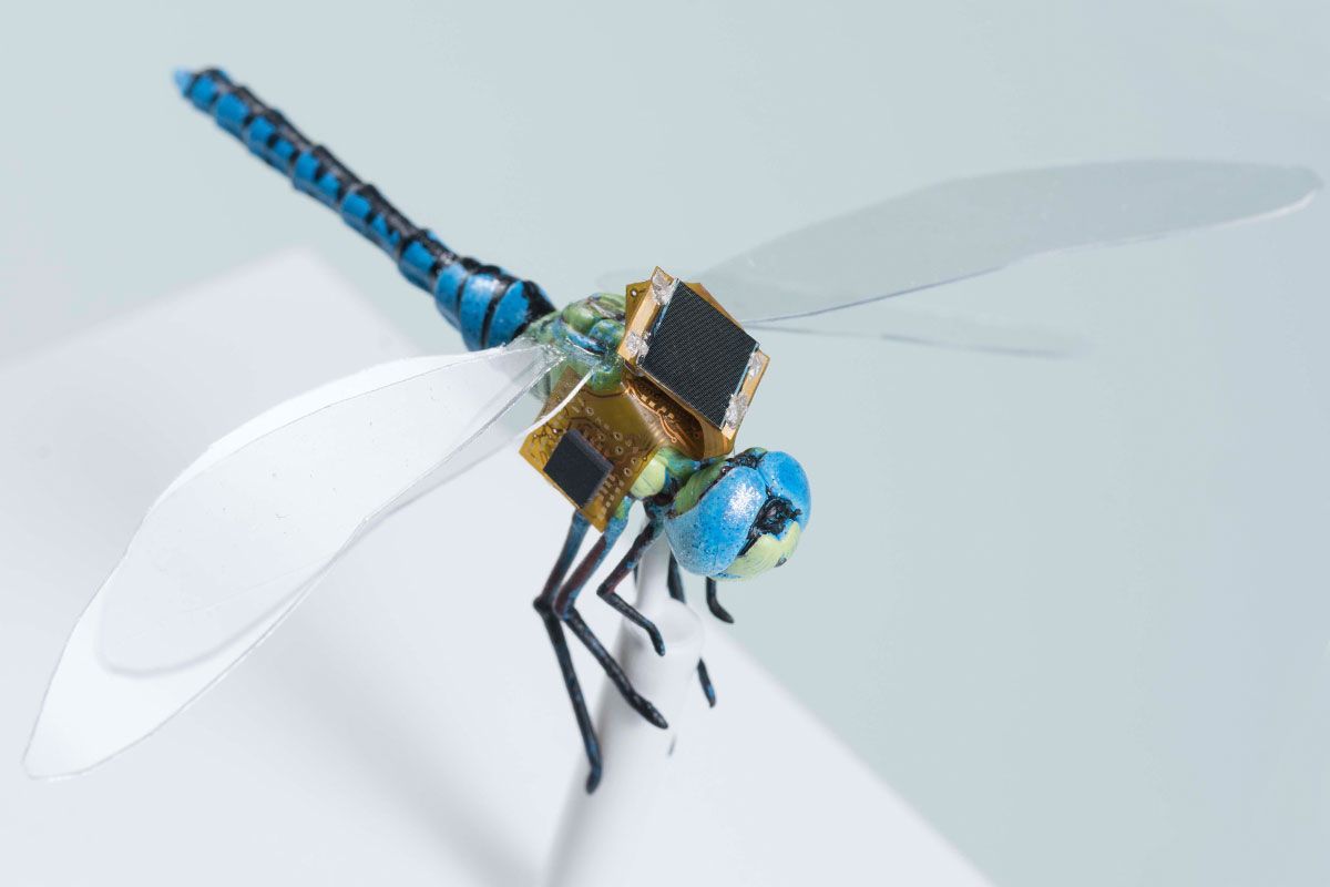 Biomimicry in Motion: The Role of Insects in Advancing Robotics and AI
