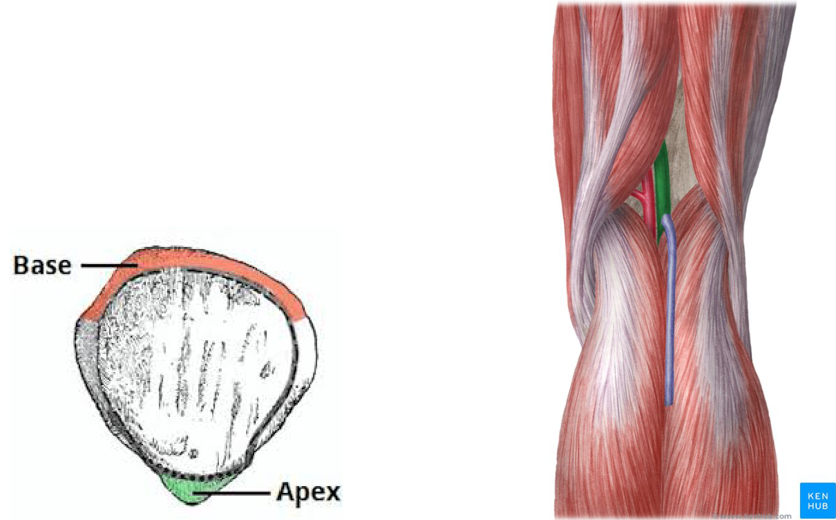 Figure 2. Base and apex of the patella (left) [1] and the popliteal fossa (right) [2].
