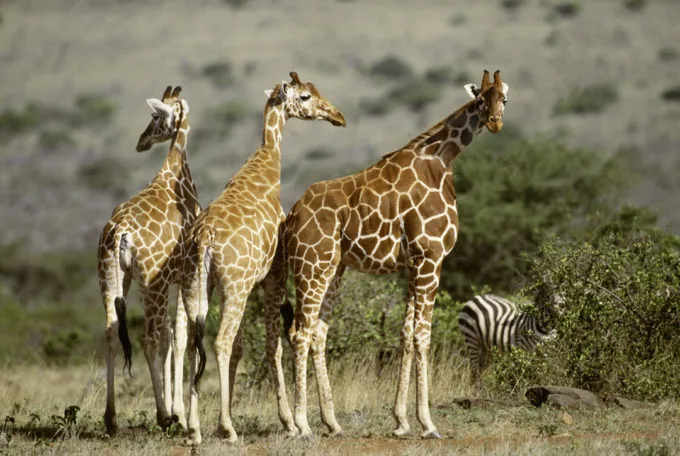 Lamarckian giraffes in the wild