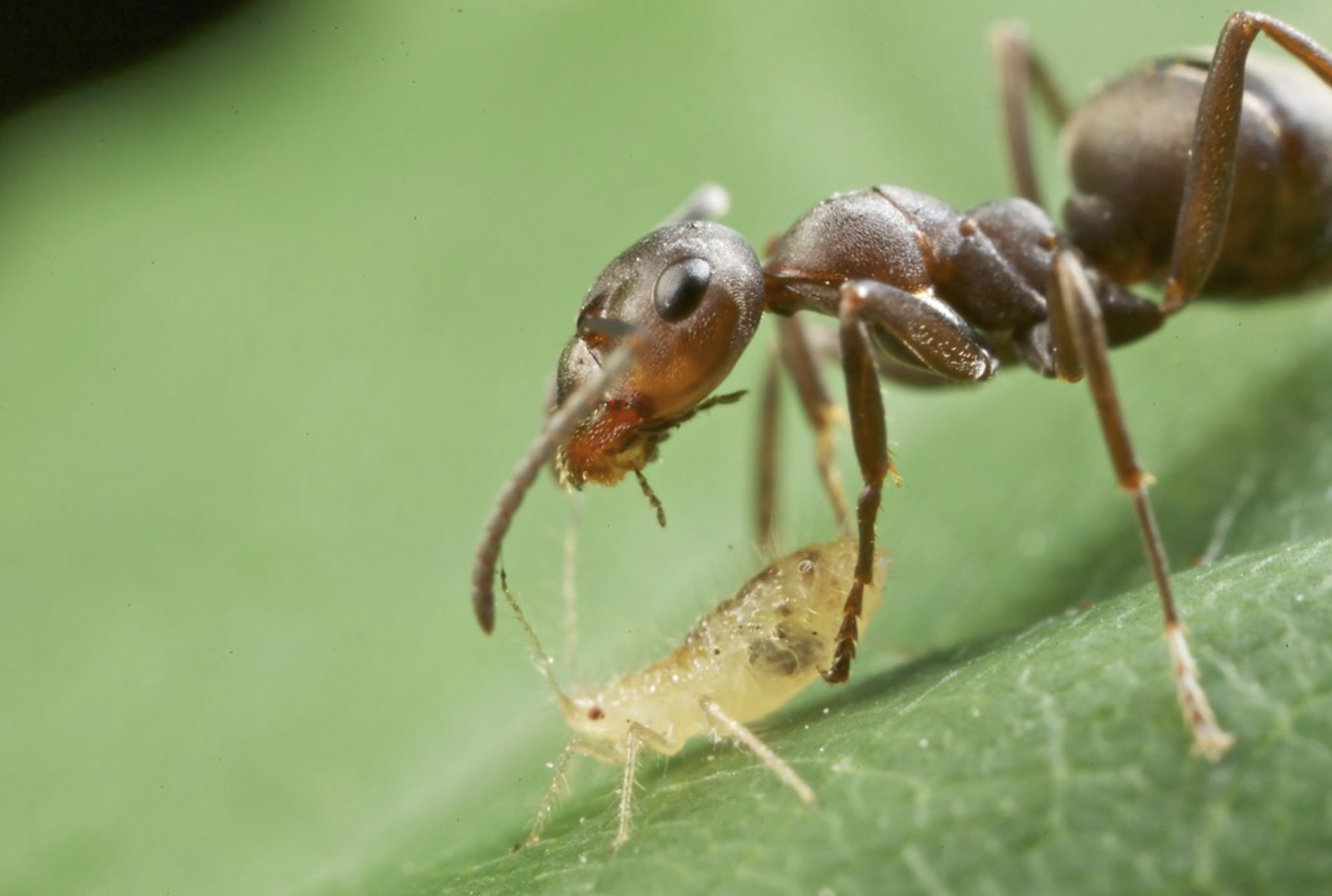 Sino ang isang mahusay na aphid?