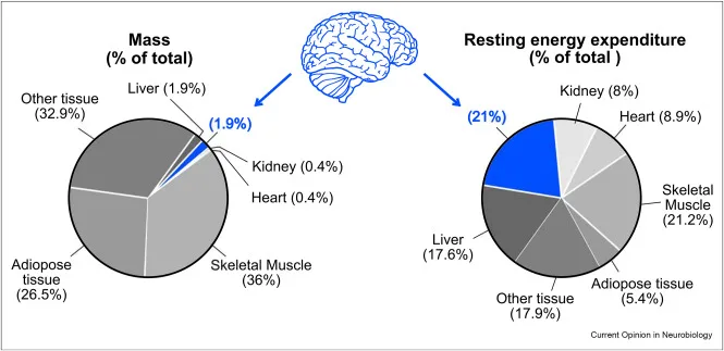 body parts taking energy