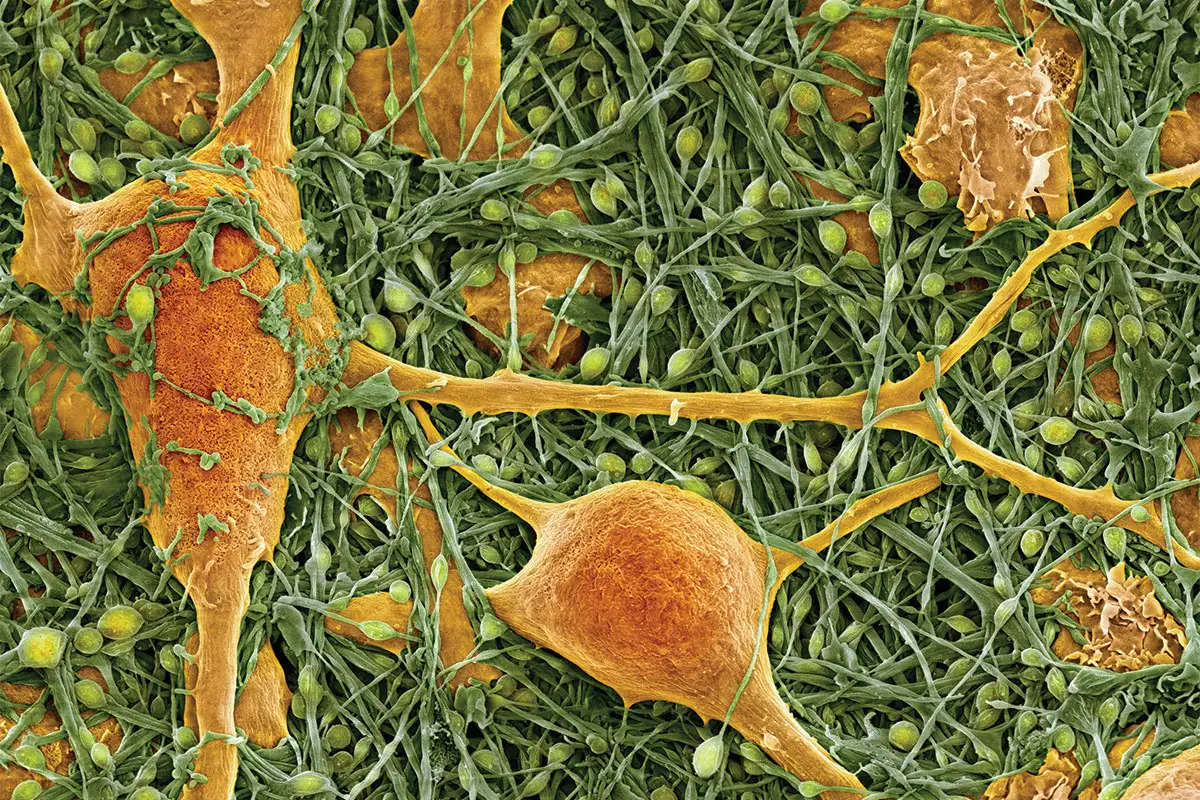 From Cells to the Future of AI and Everything in Between: Entity Formation