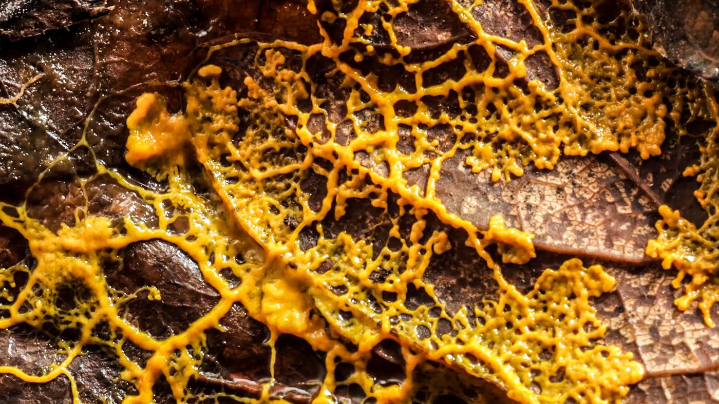 Revolutionizing Decision-Making with Python and Slime Molds: Journey into World of Natural Computing