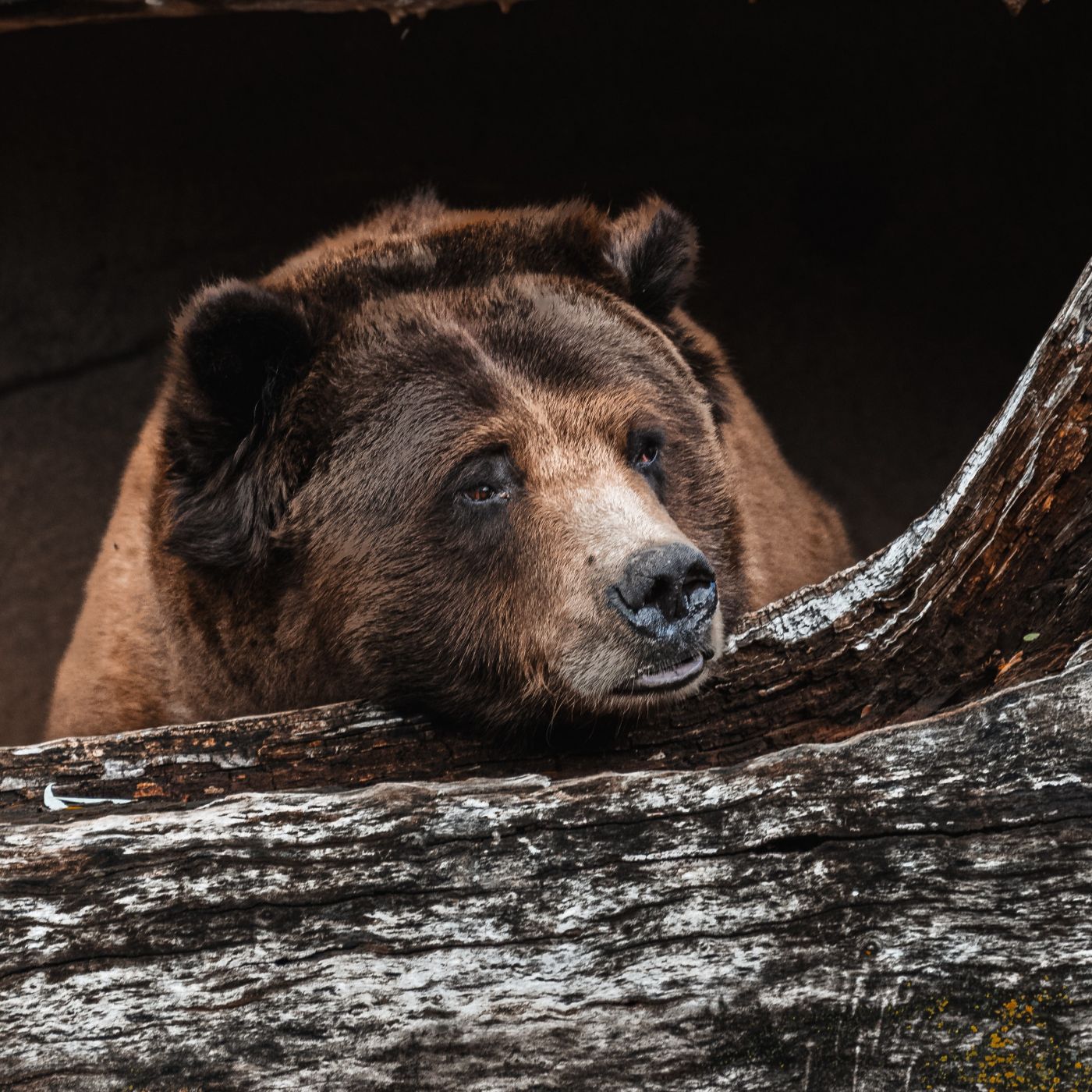 Правда об этом крипто-медвежьем рынке, которую все, кажется, отрицают