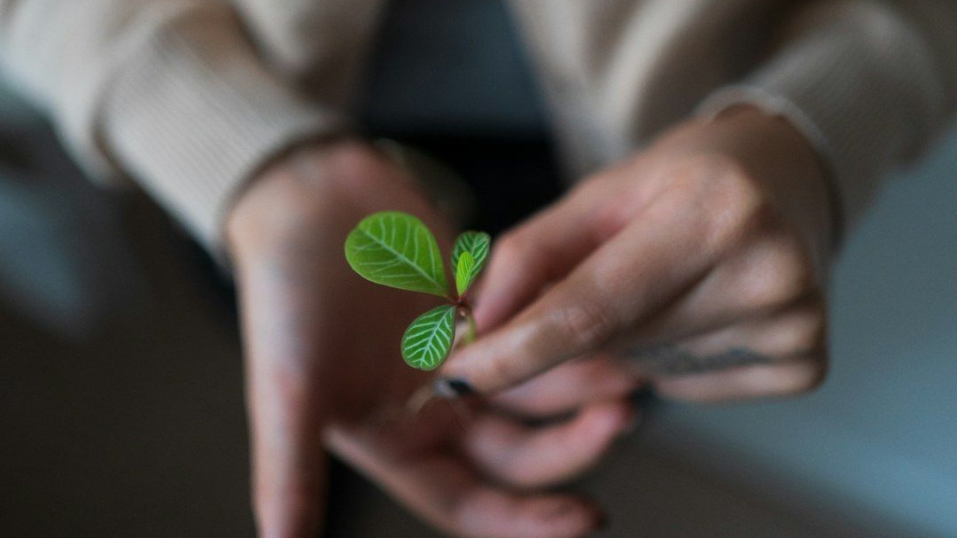 Do You Remember Your Seed Phrase? - Safeguarding Your Crypto