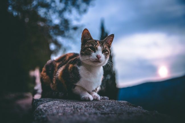 A Cat-Centric Guide to Using Web Components in Alpine.js