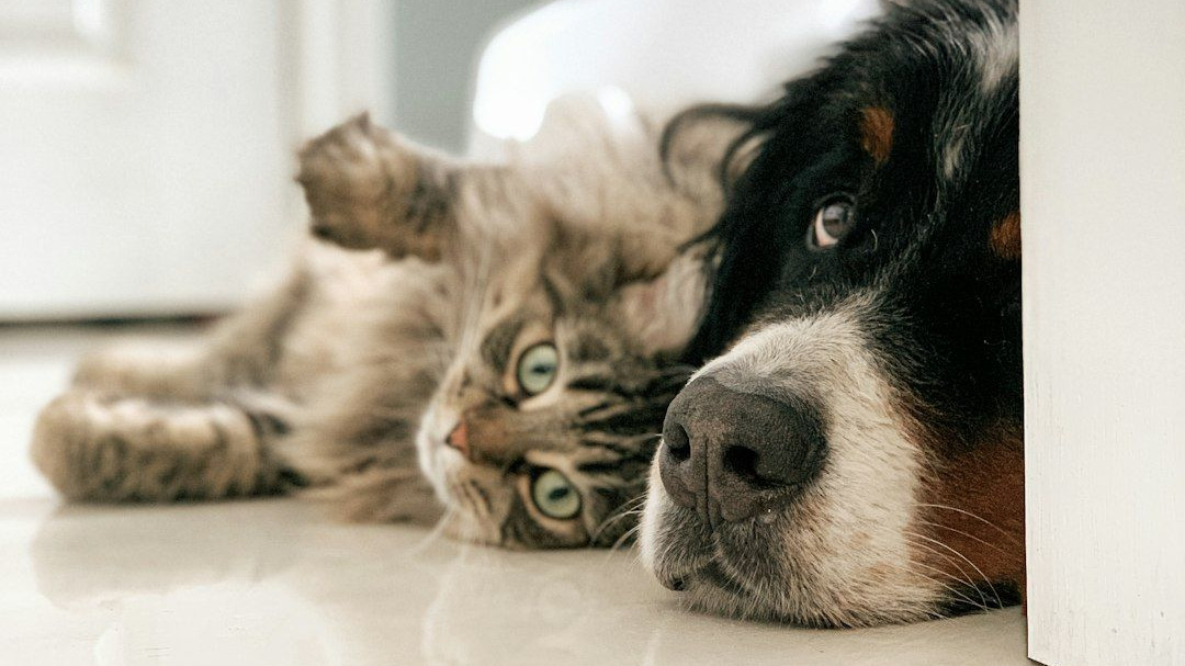 When an Employee's Pet Passes, Give Them Time and Space to Grieve