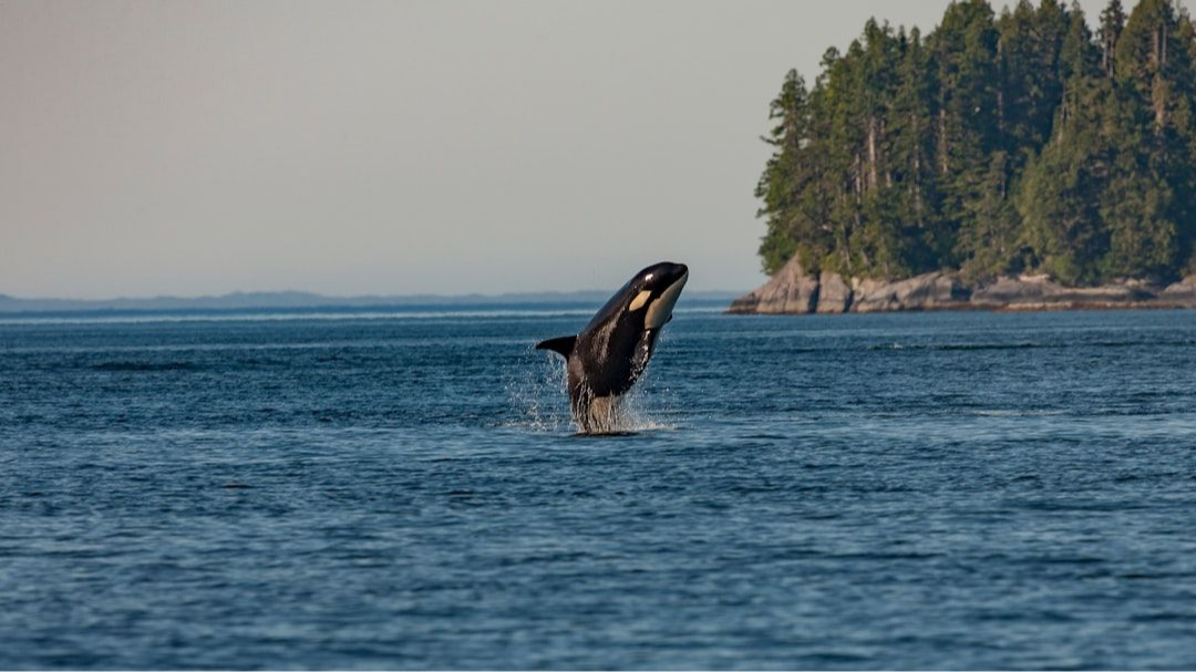 Orca 2: Enhancing Reasoning in Smaller Language Models - Experimental Setup