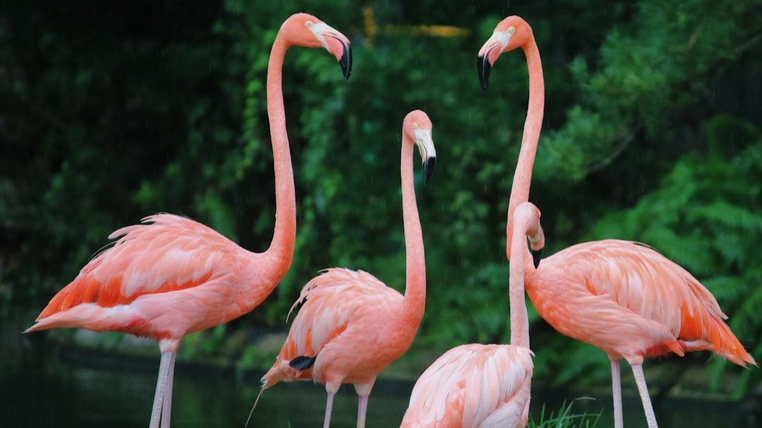 Med-Flamingo: a Multimodal Medical Few-shot Learner - Abstract and Introduction 