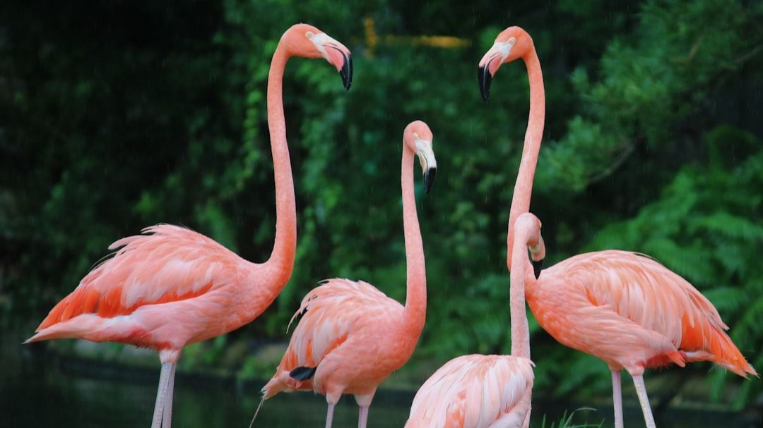 Med-Flamingo: a Multimodal Medical Few-shot Learner - Appendix