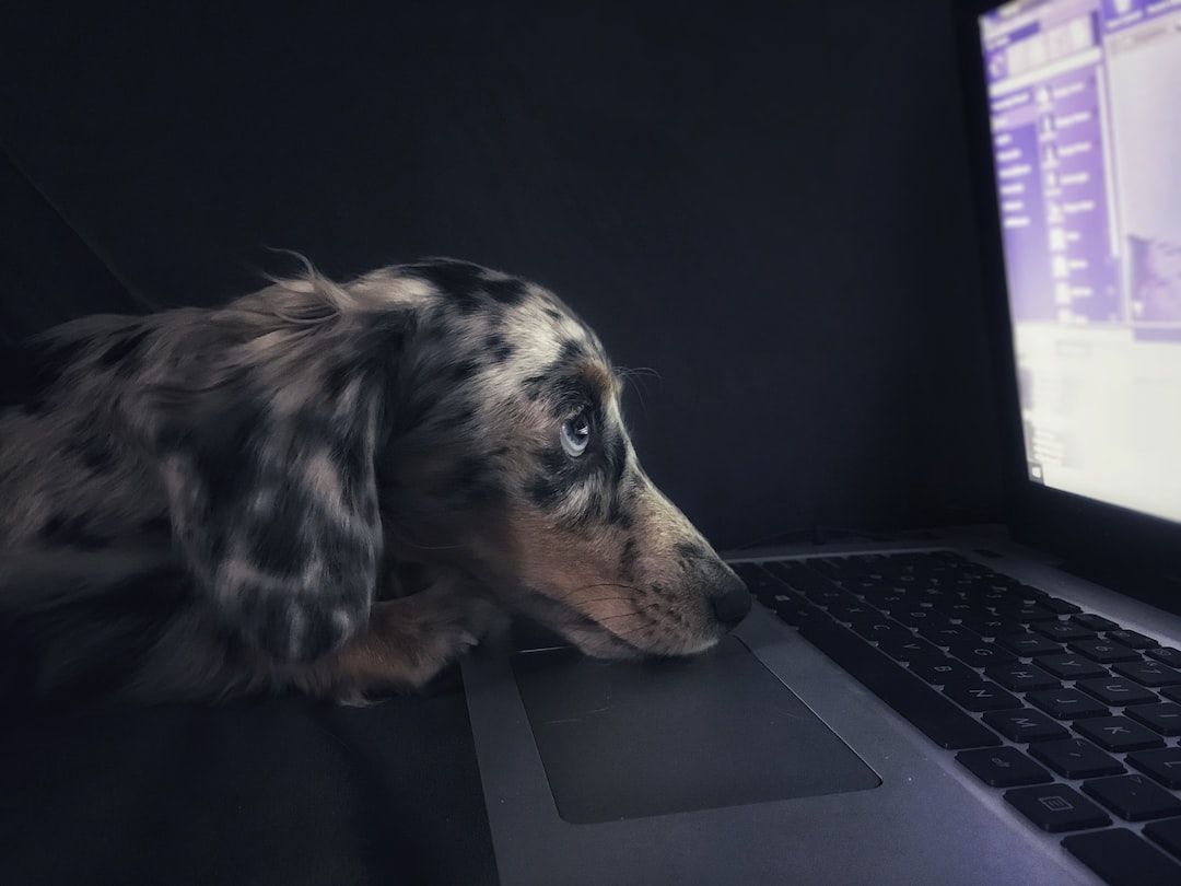 Pet Tech is Getting Crazy!