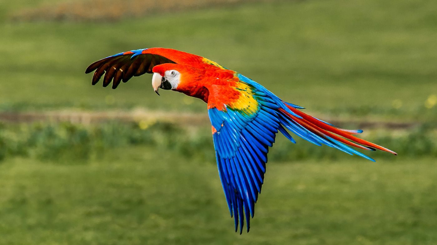 featured image - What is the average lifespan of a Macaw parrot?