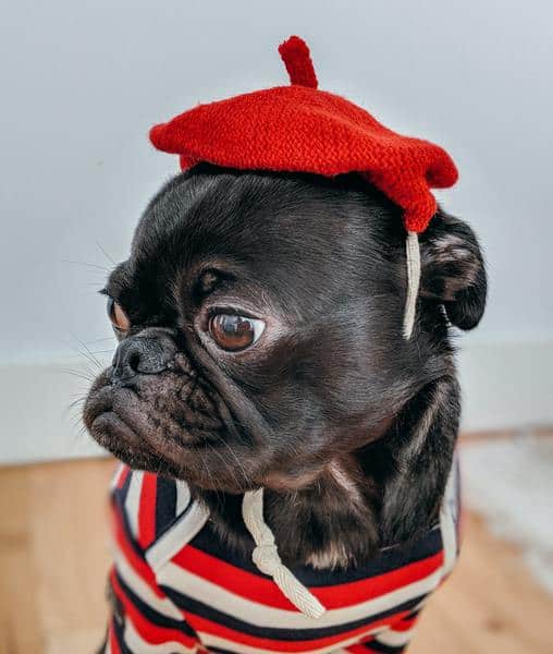 Black pug with a knitted red beret to match its red, black, and white stripped shirt.