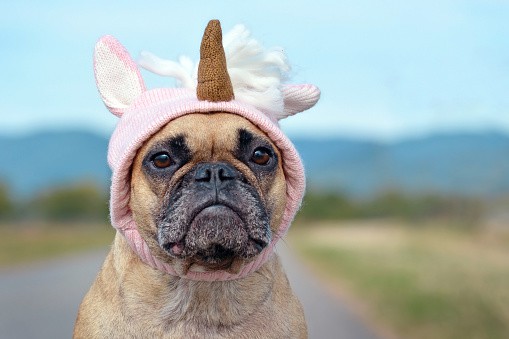 Boxer dog with a pink knitted had that has ears and a unicorn horn
