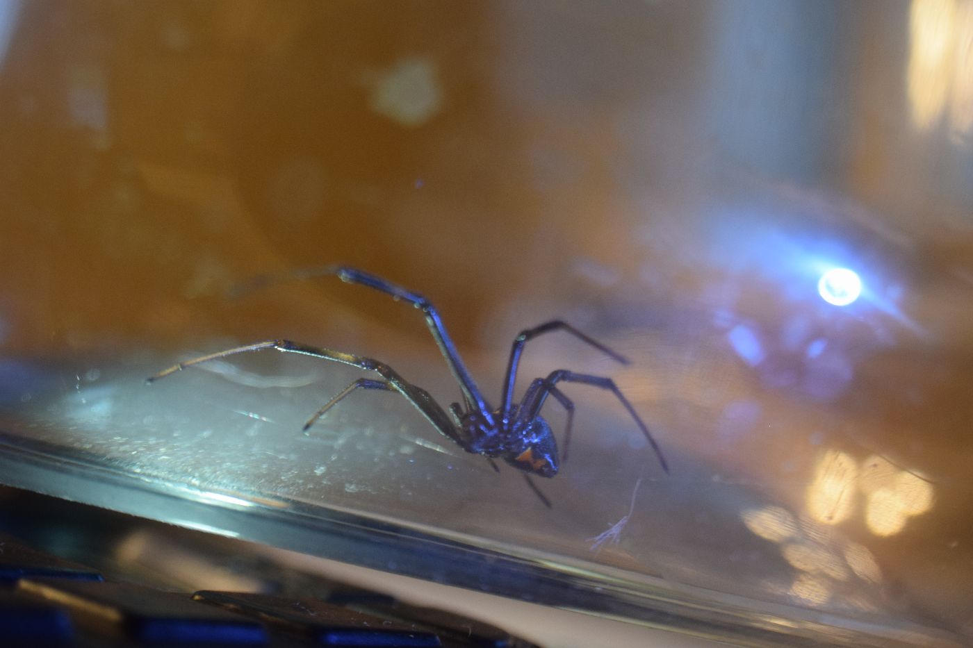 Интернеттегі сұхбаттағы порно Жалаңаш Алиса Хазанова