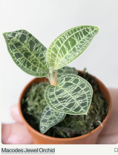 A sample plant featured on the Leaf Envy store. Finding out how a competitor prices similar products is a huge time saver for your small business.