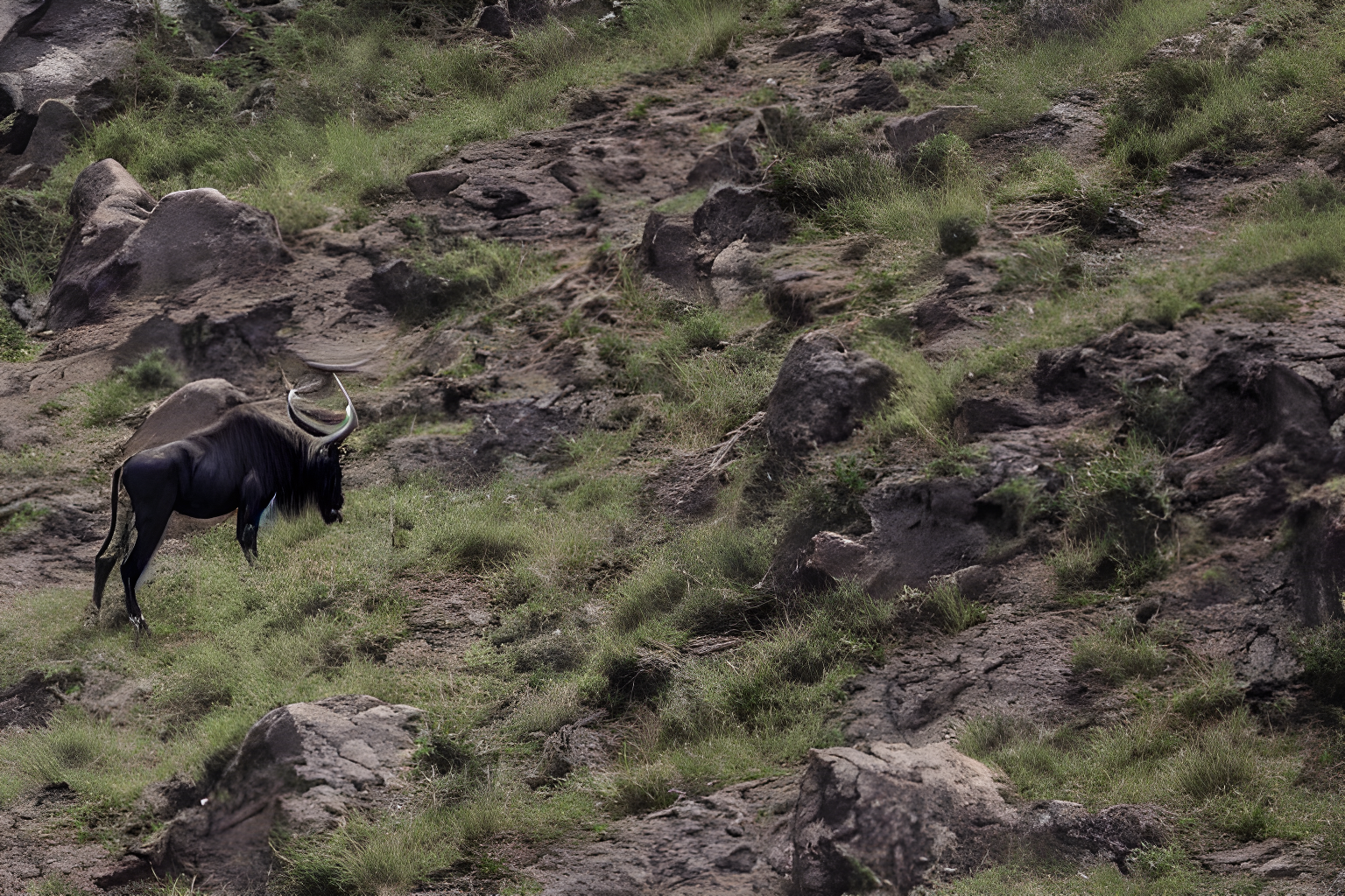 a wildebeest climbing a mountain