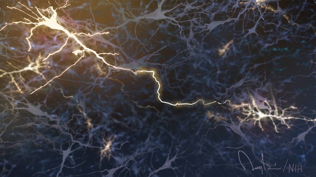 Free Will: Refutation of a New Neurology-Primatology Book