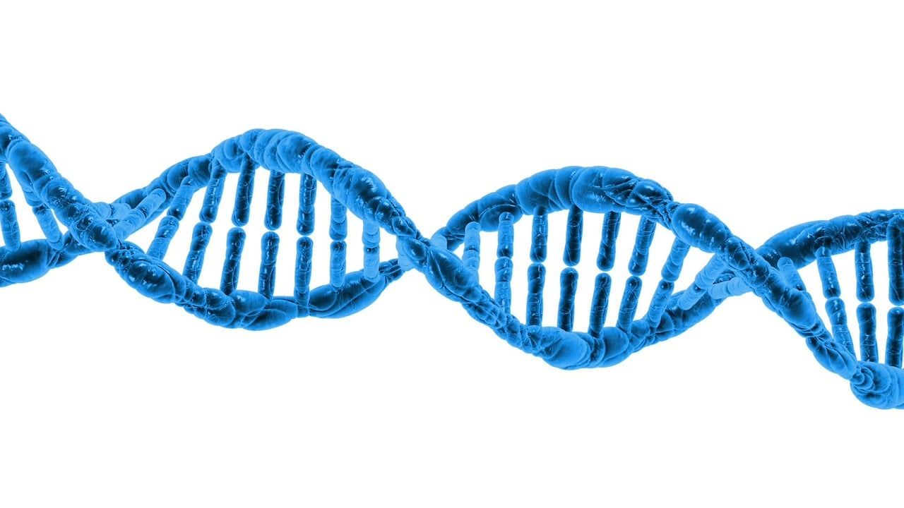 Genes or Mind? Which is More Flexible? Roles in Aging, Sports Retirement and Growth