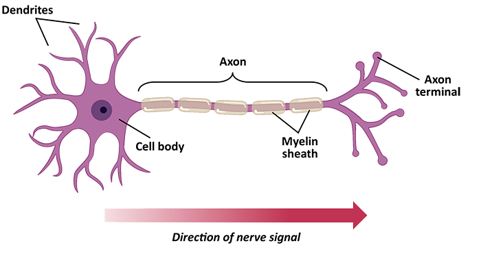Neuroscience: The Conceptual Failure of EU’s Human Brain Project and the US BRAIN Initiative
