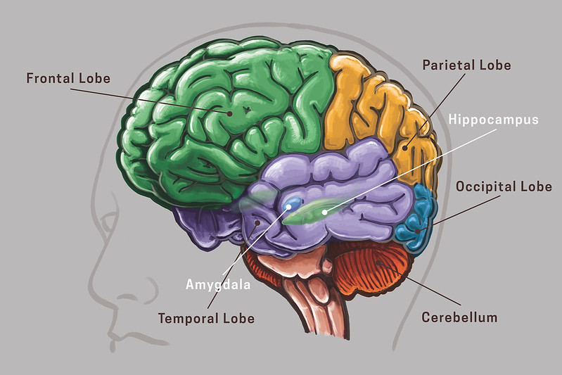 Did Special Counsel Robert Hur’s Report, Referencing Joe Biden’s Memory, Derail Neuroscience?