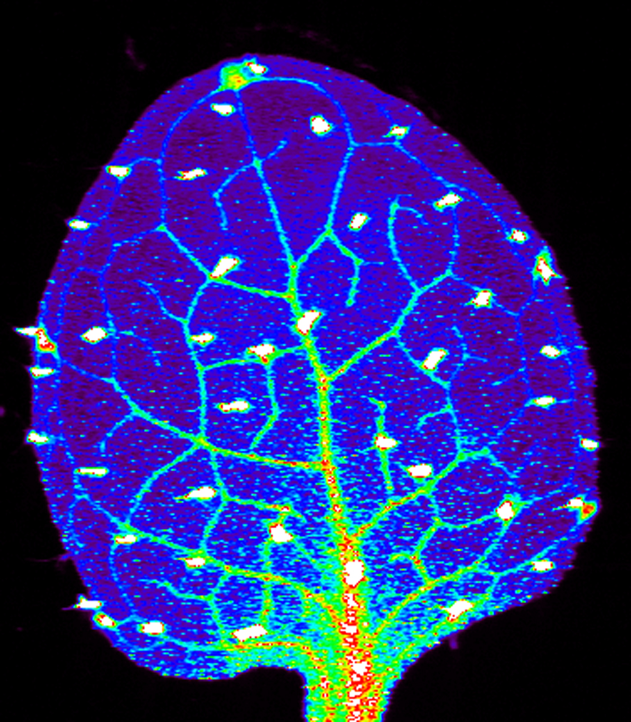 AI, Plants, and Panpsychism: Interrogating the Meaning of Consciousness 