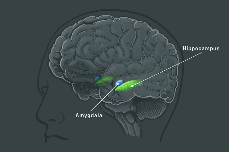 Neuroscience, Particle Physics: Does e = mc^2 Have a Parallel in the Human Mind?