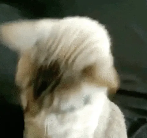 Im Ready Lets Go GIF by Leroy Patterson on GIPHY