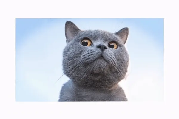 Cat image with jello animation