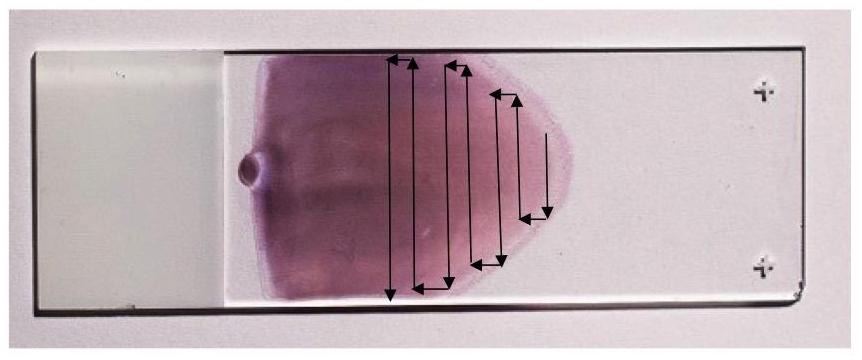 Movement of the field of view across the smear