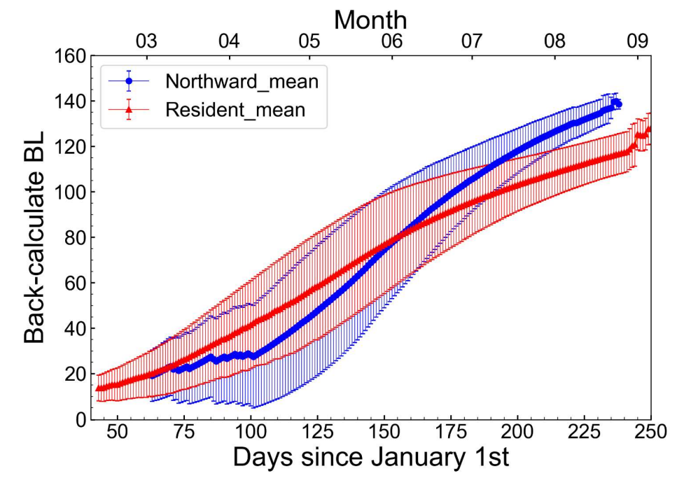  Back-calculate body length (BL) of the northward migration group (blue line) and the resident group (red line) at each calendar day. 