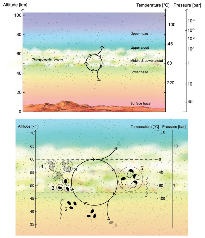 FIG. 1. Hypothetical life cycle of the Venusian microorganisms. Top panel: Cloud cover on Venus is permanent and continuous, with the middle and lower cloud layers at temperatures that are suitable for life. Bottom panel: Proposed life cycle. The numbers correspond to steps in the life cycle as described in the main text. (1) Desiccated spores (black blobs) persist in the lower haze. (2) Updraft of spores transports them up to the habitable layer. (3) Spores act as CCN, and once surrounded by liquid (with necessary chemicals dissolved) germinate and become metabolically active. (4) Metabolically active microbes (dashed blobs) grow and divide within liquid droplets (solid circles). The liquid droplets grow by coagulation. (5) The droplets reach a size large enough to gravitationally settle down out of the atmosphere; higher temperatures and droplet evaporation trigger cell division and sporulation. The spores are small enough to withstand further downward sedimentation, remaining suspended in the lower haze layer ‘‘depot.’’ CCN, cloud condensation nuclei. Color images are available online.