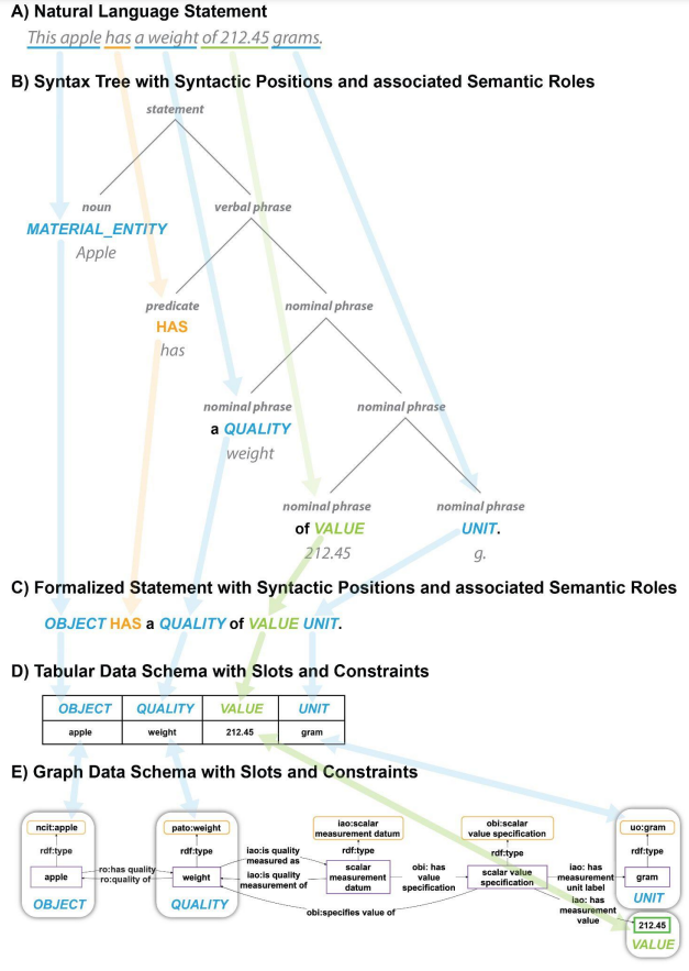 Figure 2: Parallels between natural language statements and data schemata. The natural language statement in A) isstructured by syntactical and grammatical conventions into syntactic positions of phrases of a syntax tree as shown in B) or