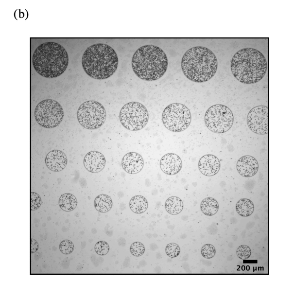 FIG. 1. Experimental setup. (a) Schematic drawing of a PDMS chip with shallow cylindrical wells of varying diameters. The algal solution is deposited in the wells, which are then sealed with a glass slide. The chip is exposed to blue light from the side. (b) Bright-field microscopy image of an array of 28 cylindrical wells of different diameters and algae concentrations. Cell bodies are visible as black dots inside the wells.