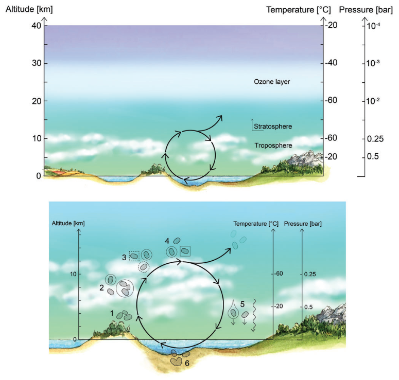  Life cycle of Earth’s aerial biosphere. (1) Updraft of metabolically active microorganisms (dashed blobs) from the surface. (2) Microbial cells are metabolically active both within water cloud droplets (solid circles) and in the free-floating form. (3) Cells likely act as CCN (dashed circle) and promote IN (dashed square) in the atmosphere, promoting droplet formation. (4) Metabolically active cells transiently persist in the atmosphere, are transported over long distances until (5) deposition onto the surface by precipitation or downdraft. (6) On colonization of the new surface habitat, active cell division commences. There is, as of yet, no evidence for cell division in the clouds. Note that Earth’s microbial aerial biosphere is metabolically active at every step of the life cycle, and survival is not limited to microorganisms capable of sporulation (Bryan et al., 2019). We note that some fraction of free-floating cells can be transported high into the stratosphere (*38 km) where, if they are not brought back down within a couple of days, they will die from severe desiccation and high-UV exposure (semi-transparent dashed blobs). IN, ice nucleation. Color images are available online.